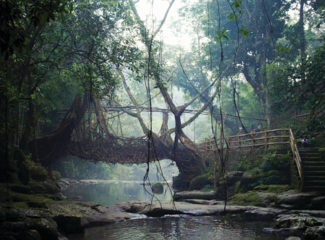 Bridging Spaces; Living Roots! | By Sumant Jayakrishnan Bridging Spaces; Living Roots! | By Sumant Jayakrishnan