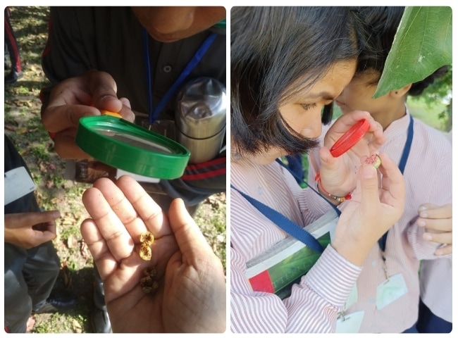 Secret Gardens: Exploring the Relevance of Fig Trees for Urban Ecosystems | Facilitated by Soumya Prasad, Apurva Negi, Raman kumar and Riddhima Karwa