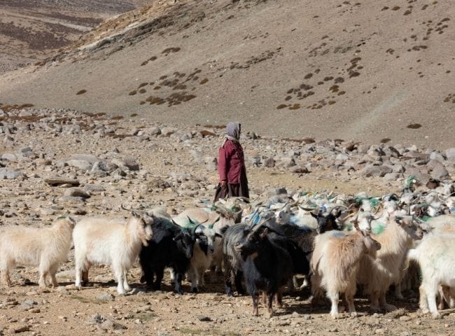 Keeping the Mountains Alive: The Critical Role of Rangelands and Pastoral Heritage | Moderated by Vasant Saberwal (Director, Centre for Pastoralism)